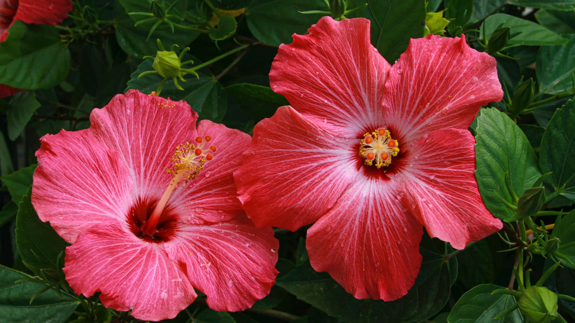 pink hibiscus flowers, white throats, yellow stamens, Full HD Desktop Wallpaper