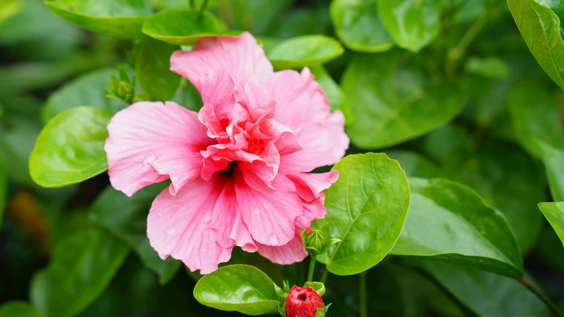 Pink Hibiscus Flower, vibrant pink, dew drops, Full HD Desktop Wallpaper