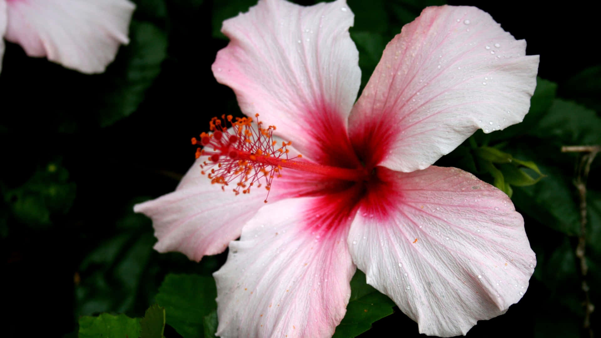 pink hibiscus flower, dew drops, vibrant red center, Full HD Desktop Wallpaper