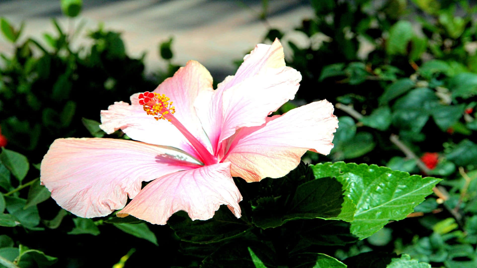 pink hibiscus flower, yellow center, lush green foliage, Full HD Desktop Wallpaper