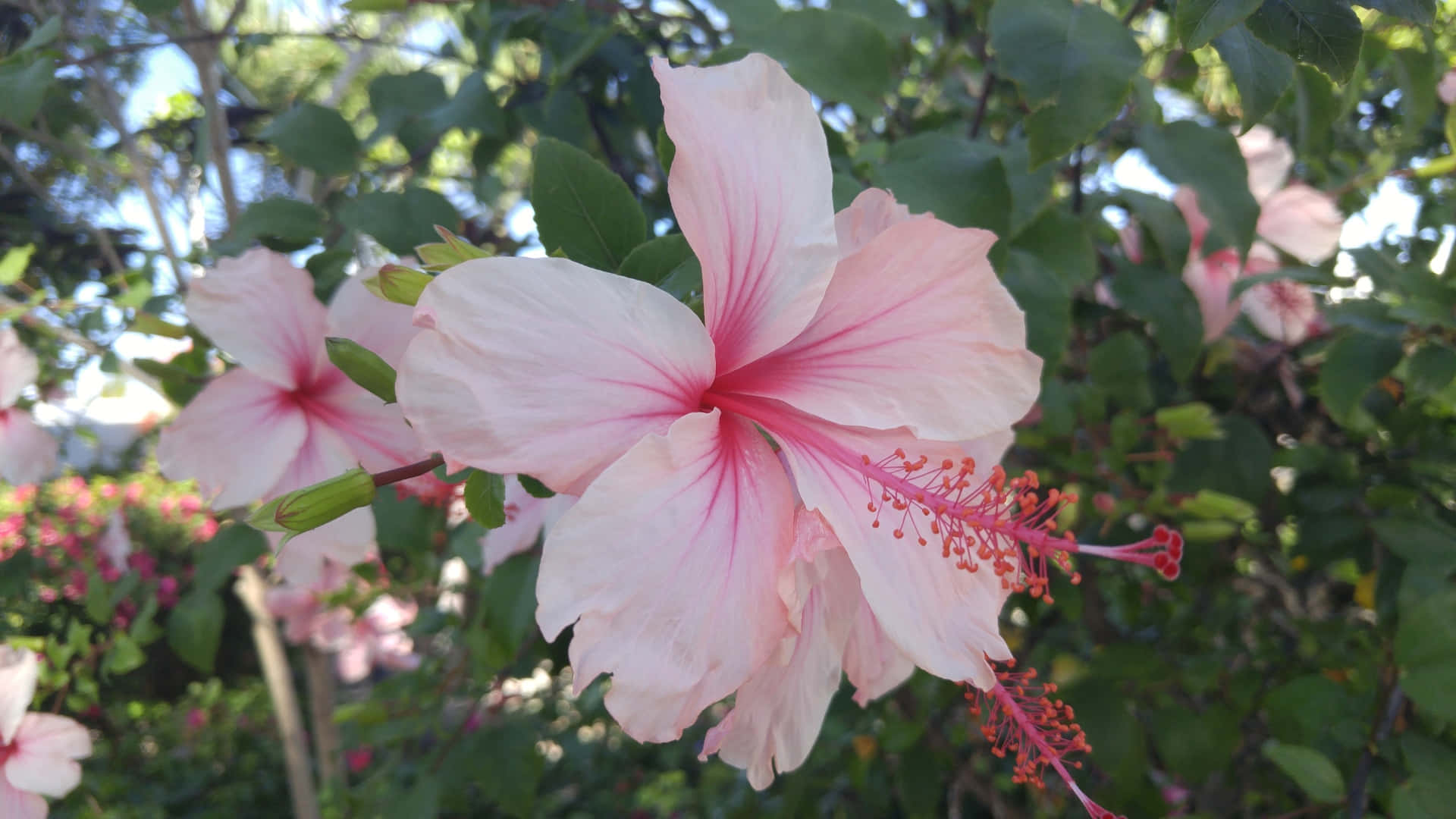 pink hibiscus flower, vibrant pink, red stamen, Full HD Desktop Wallpaper