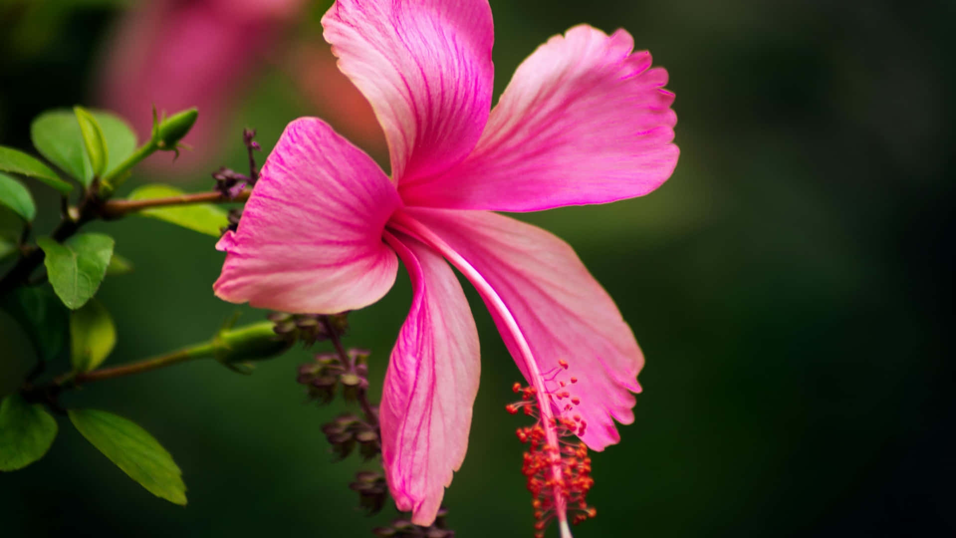 Pink Hibiscus Flower, vibrant pink hibiscus flower, delicate petals, Full HD Desktop Wallpaper