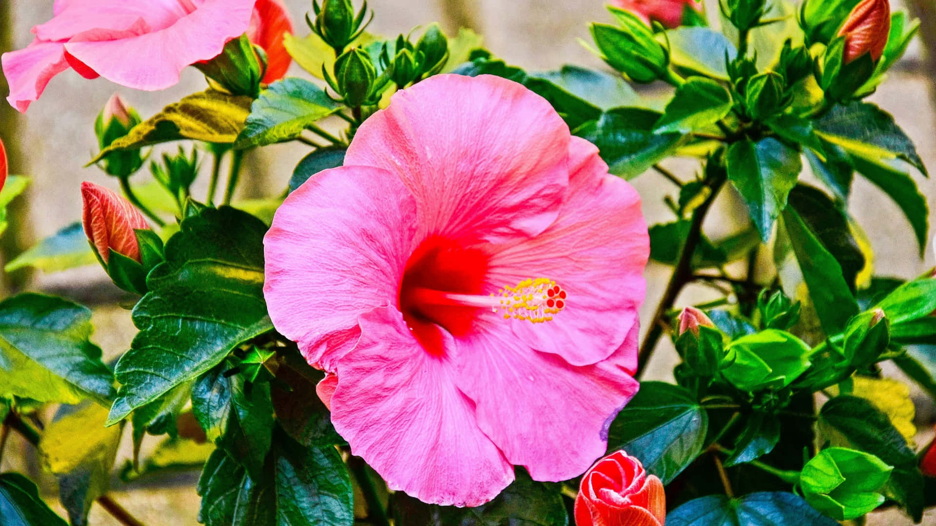 Pink Hibiscus Flower, vibrant pink, lush green leaves, Full HD Desktop Wallpaper