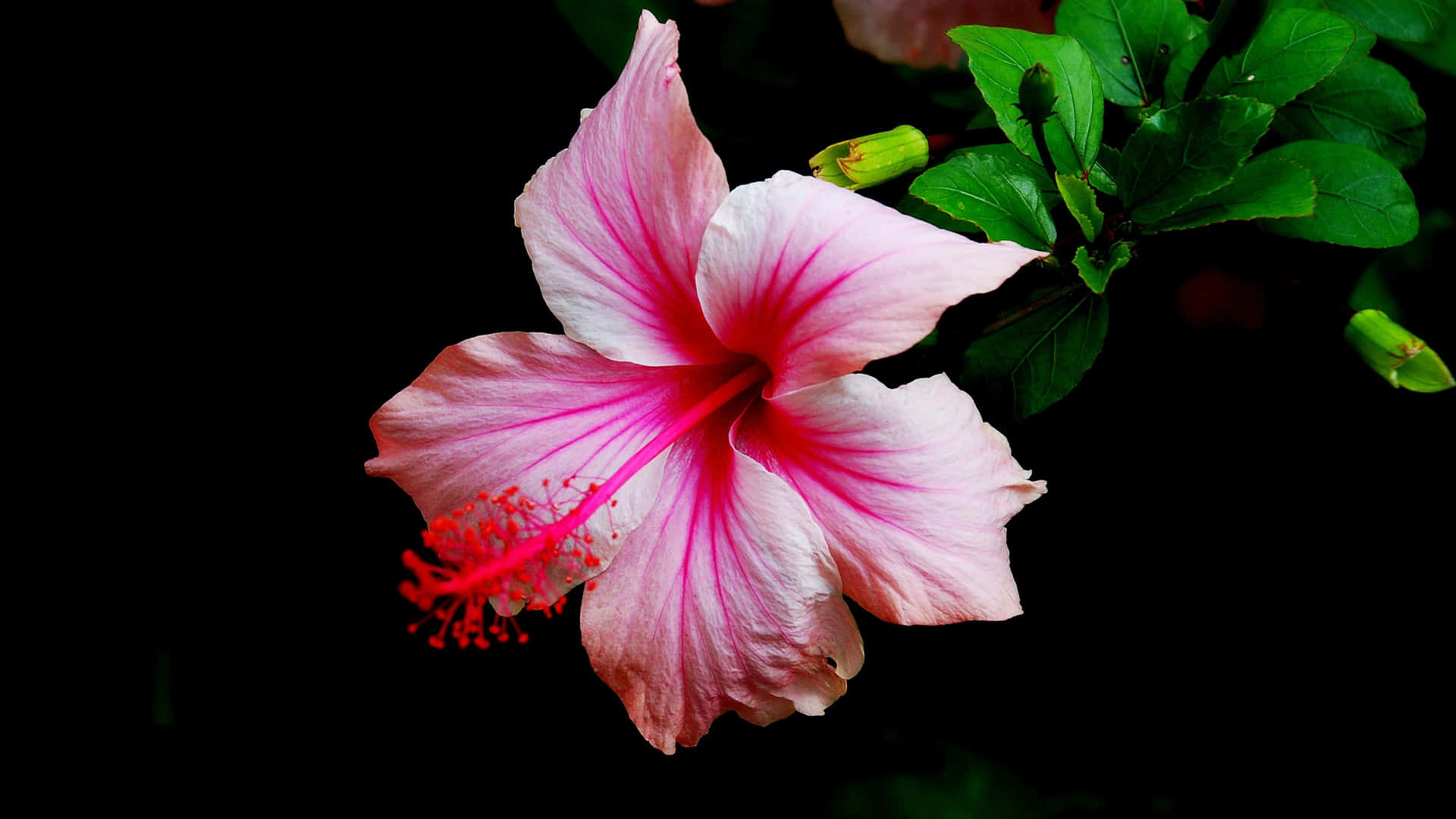 pink hibiscus flower, deep red stamen, stark black background, Full HD Desktop Wallpaper