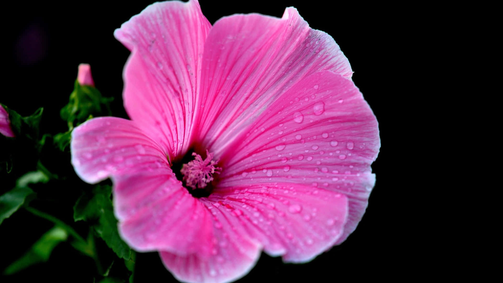 pink hibiscus flower, dew drops, stark black background, Full HD Desktop Wallpaper