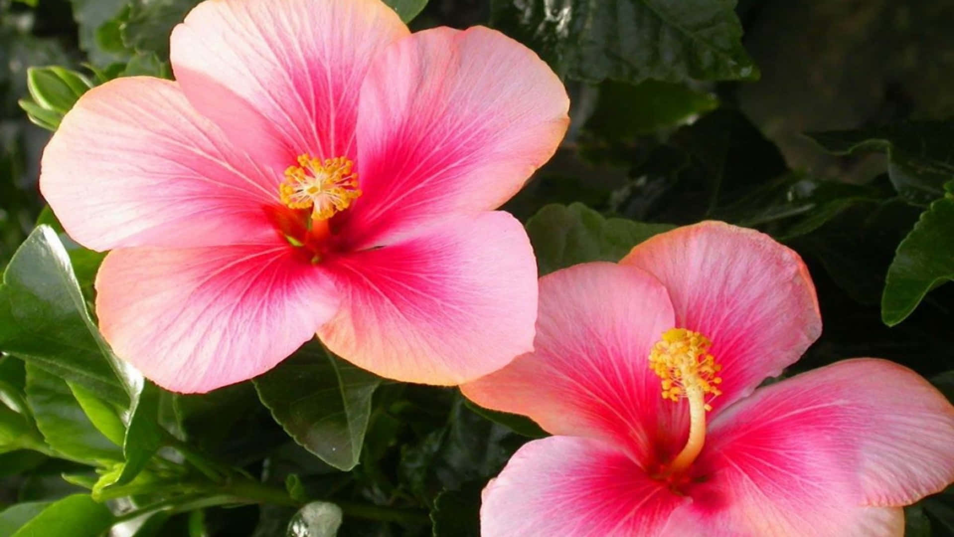 Pink Hibiscus Flowers, vibrant pink hibiscus flowers, yellow centers, Full HD Desktop Wallpaper