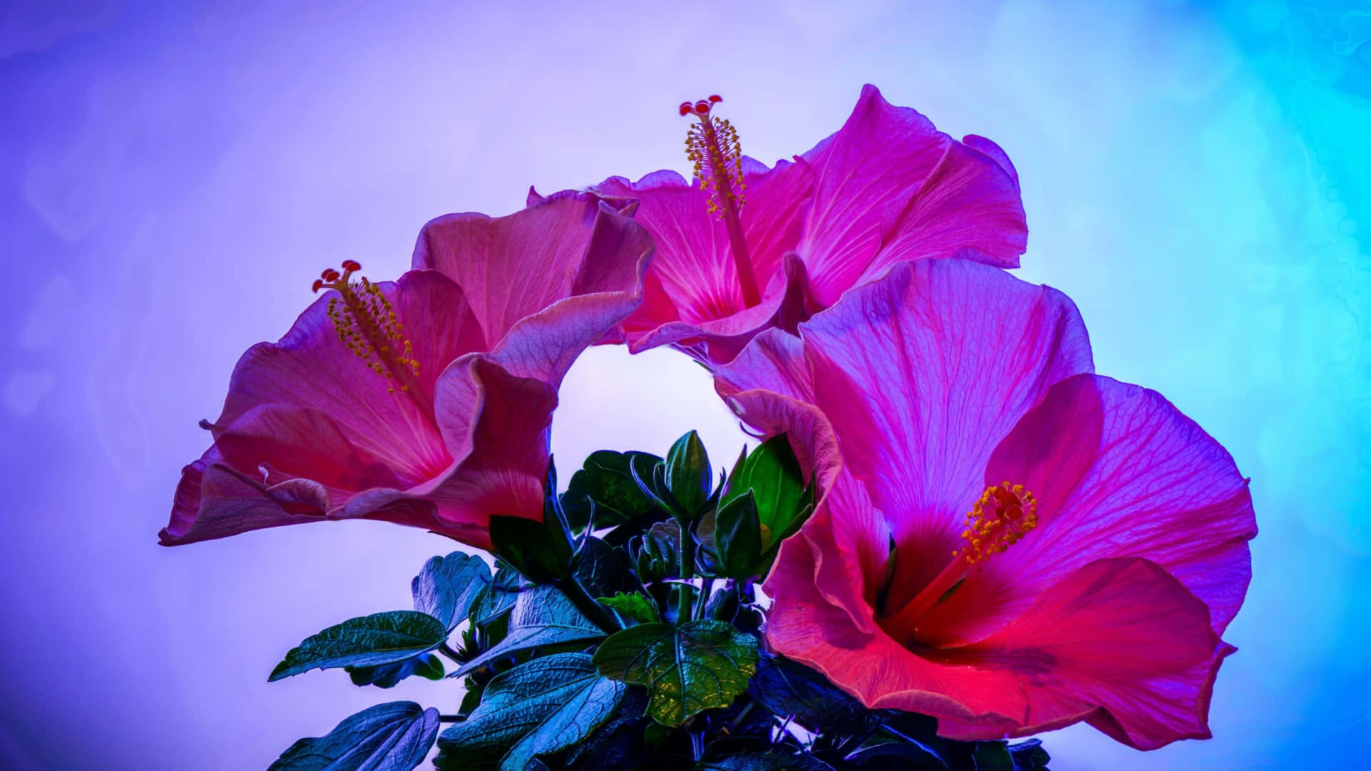 pink hibiscus, yellow stamens, lush green leaves, Full HD Desktop Wallpaper