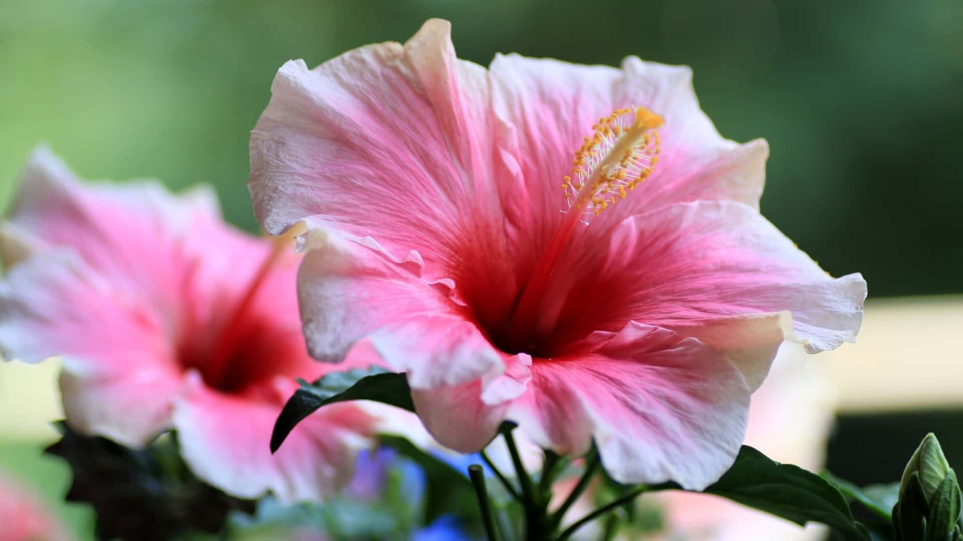 Pink Hibiscus Flower, vibrant pink, yellow stamen, Full HD Desktop Wallpaper
