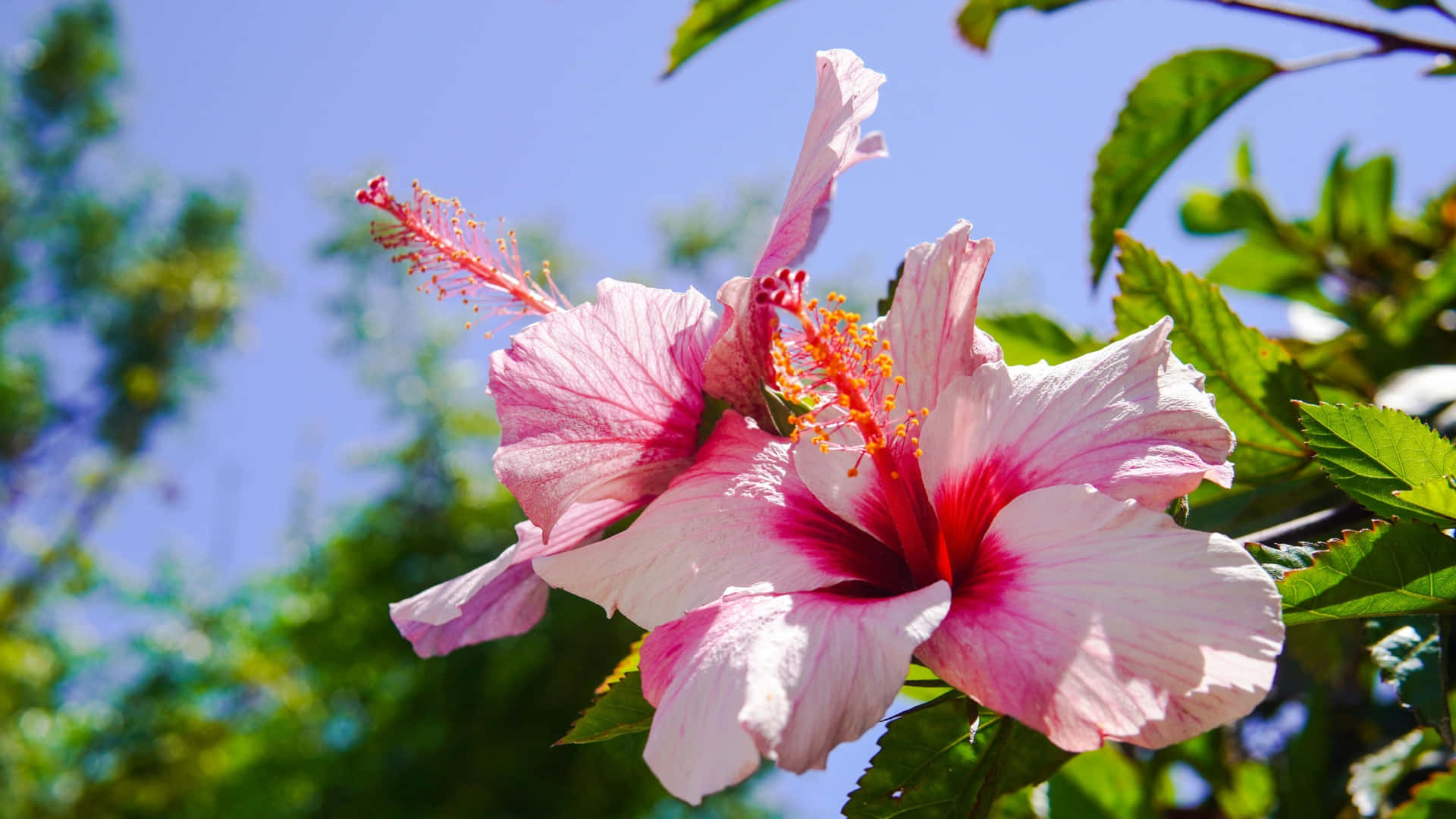 pink hibiscus flower, deep red center, clear blue sky, Full HD Desktop Wallpaper