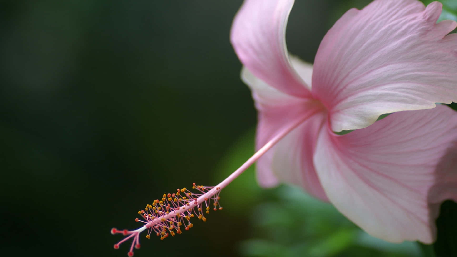 pink hibiscus flower, long stamen, soft blurred green background, Full HD Desktop Wallpaper