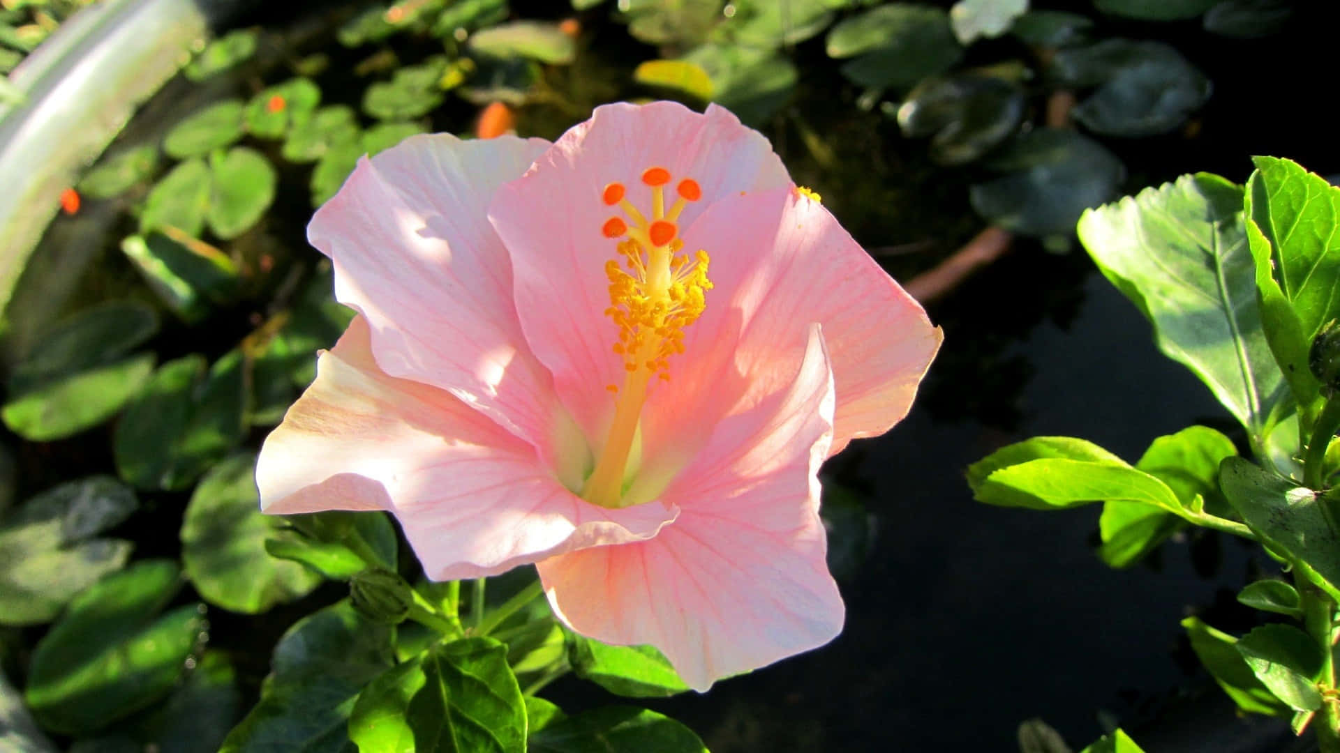 pink hibiscus flower, yellow stamens, lush green foliage, Full HD Desktop Wallpaper