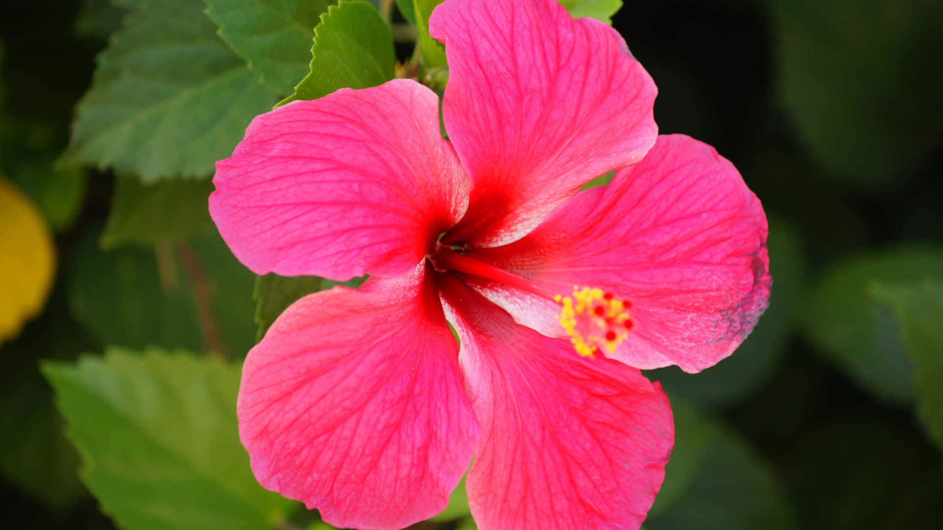 Pink Hibiscus Flower, vibrant pink, yellow stamen, Full HD Desktop Wallpaper