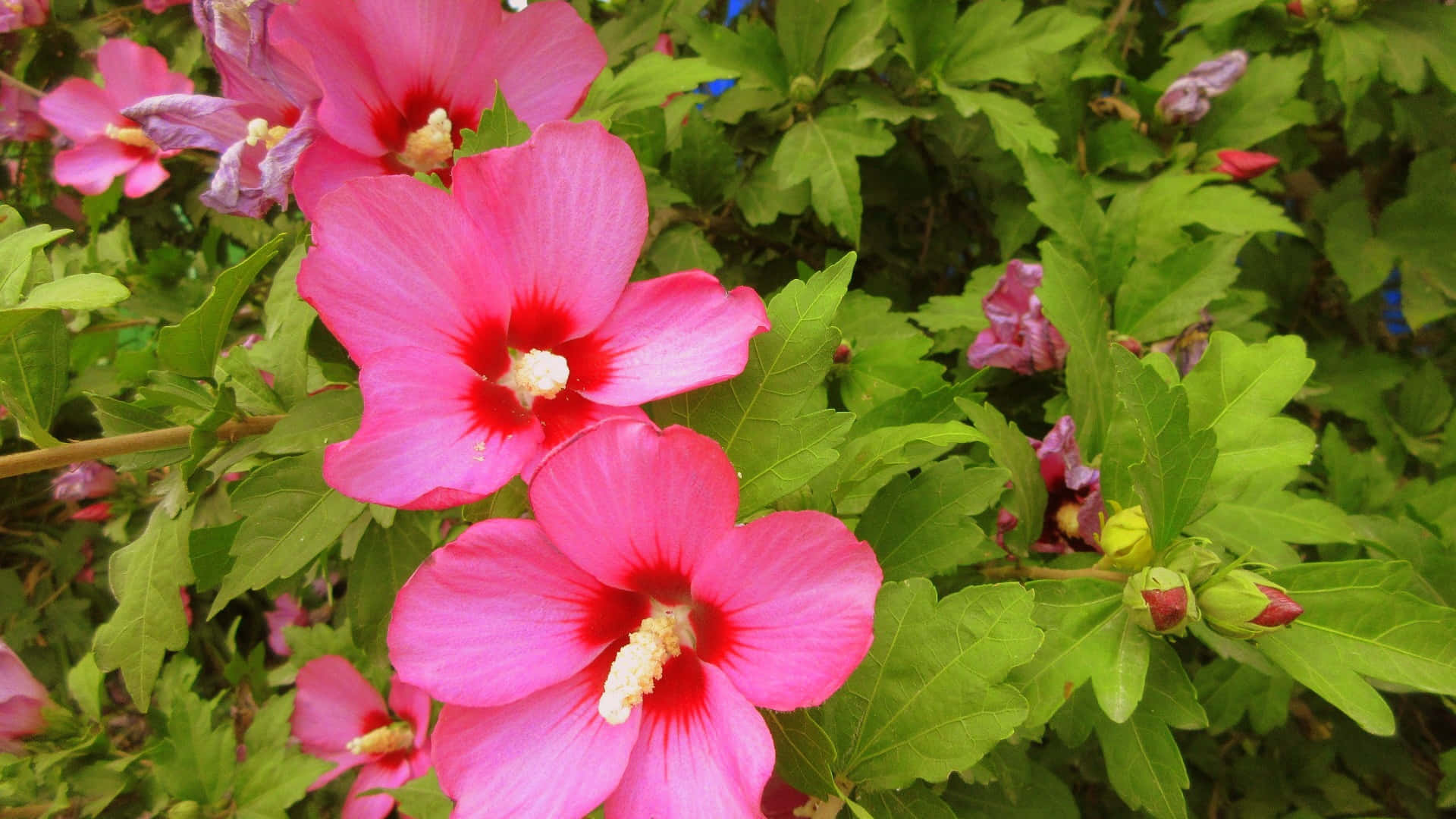 pink hibiscus flowers, deep red centers, lush green foliage, Full HD Desktop Wallpaper