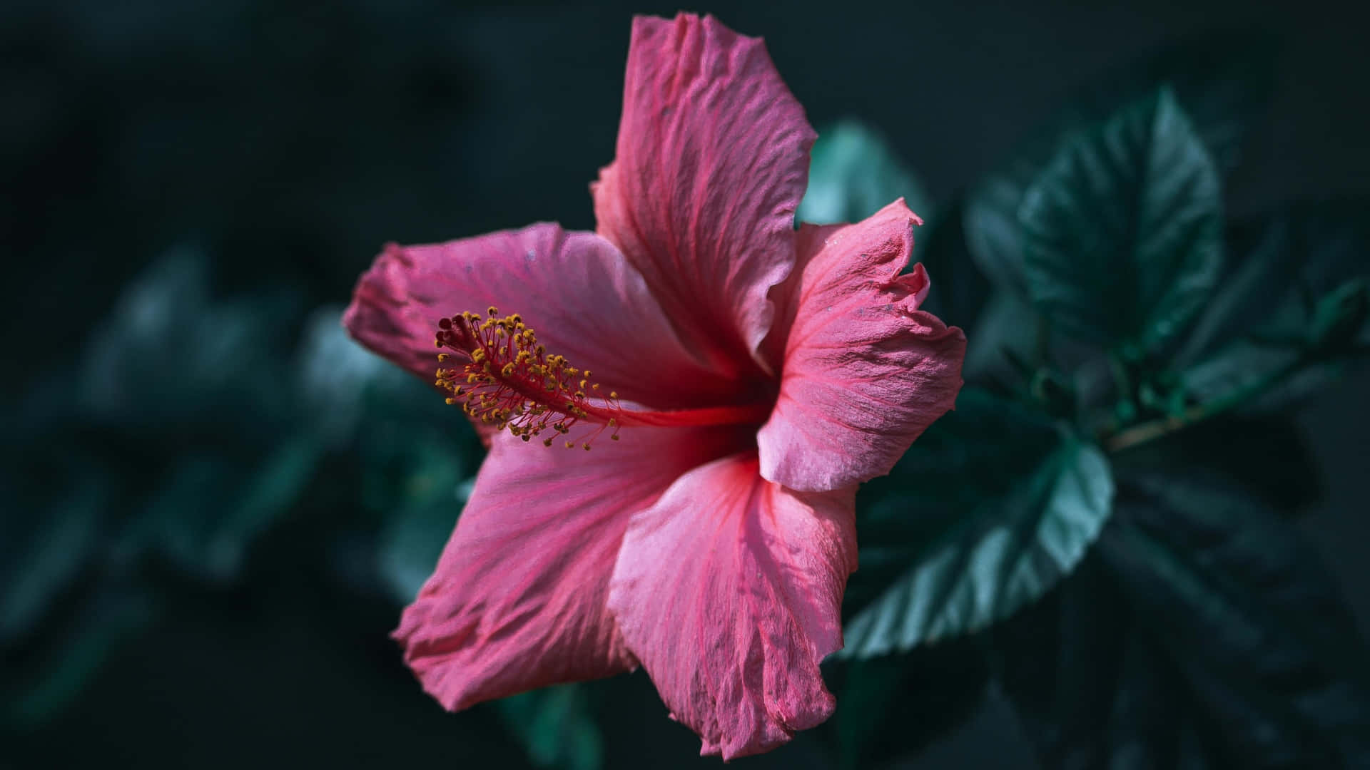 pink hibiscus flower, delicate petals, yellow stamen center, Full HD Desktop Wallpaper