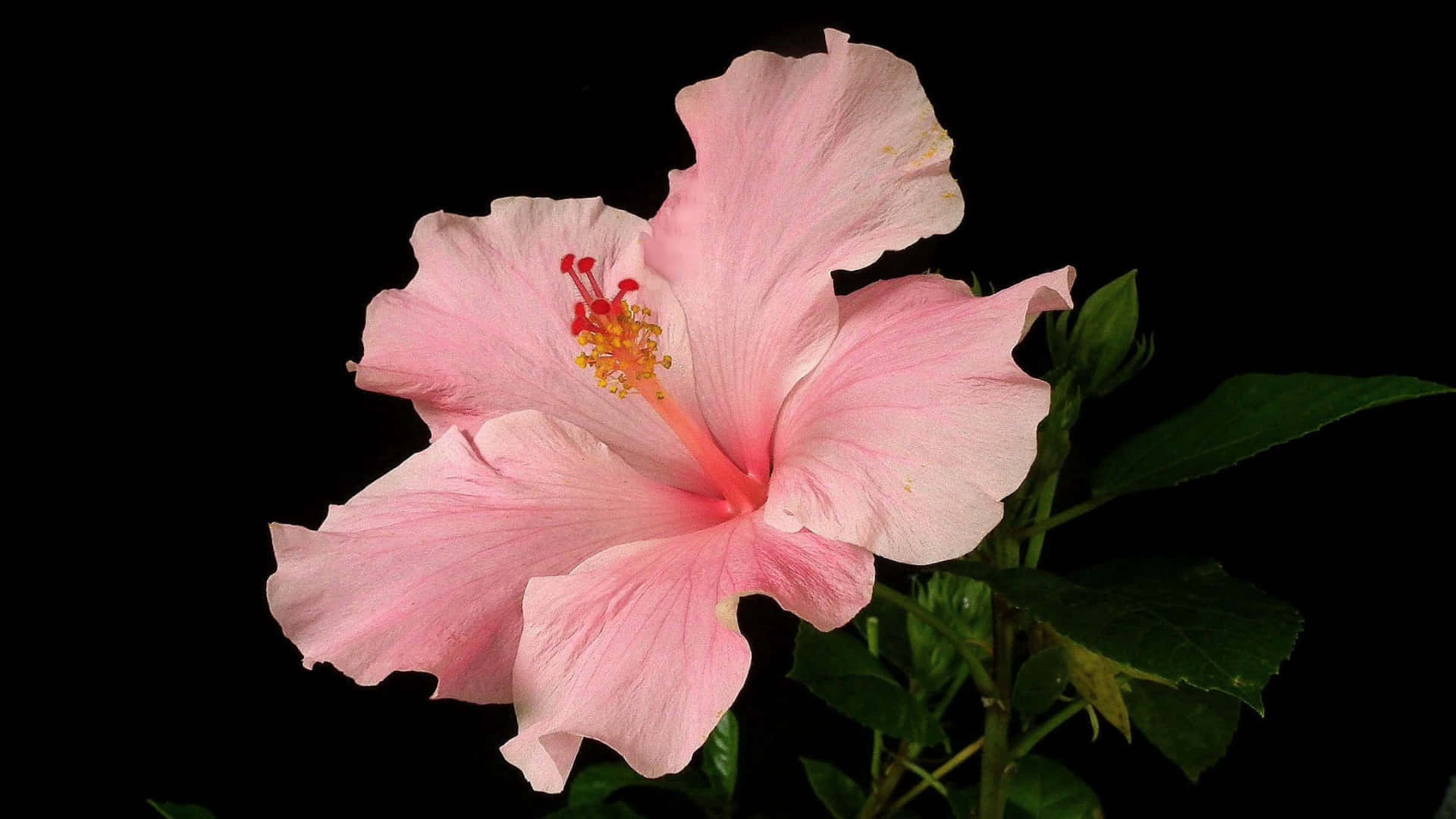 pink hibiscus flower, delicate petals, vibrant red stamen, Full HD Desktop Wallpaper