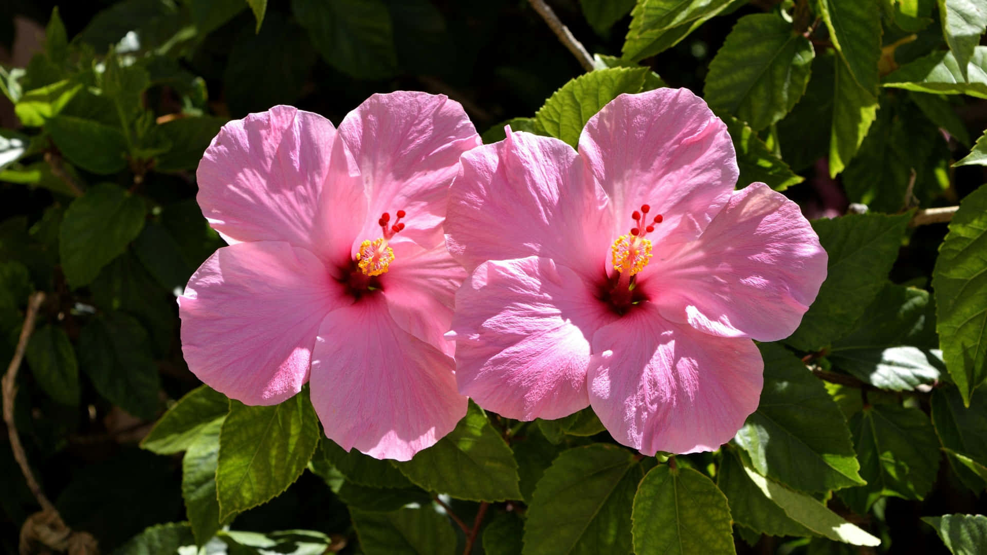 Pink Hibiscus Flowers, vibrant pink hibiscus flowers, lush green leaves, Full HD Desktop Wallpaper