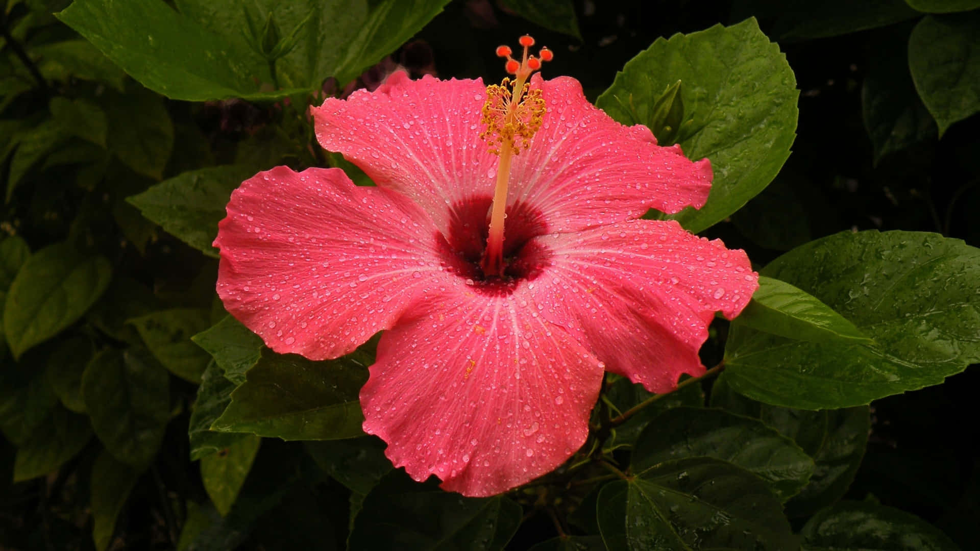 pink hibiscus flower, dew drops, dark green foliage, Full HD Desktop Wallpaper