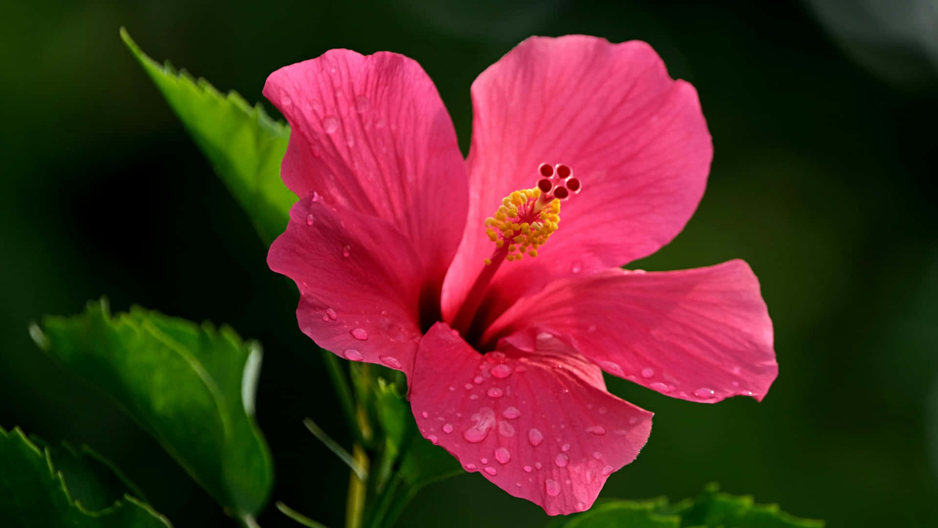 pink hibiscus flower, dew drops, soft green blurred background, Full HD Desktop Wallpaper