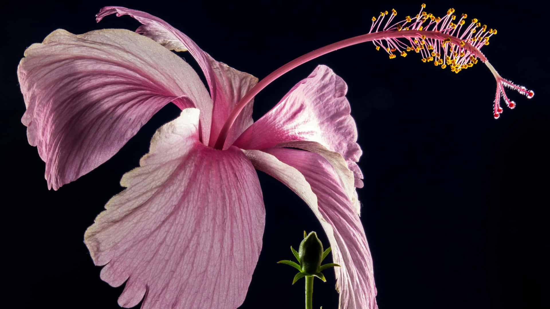 pink hibiscus flower, delicate petals, long stamen, Full HD Desktop Wallpaper