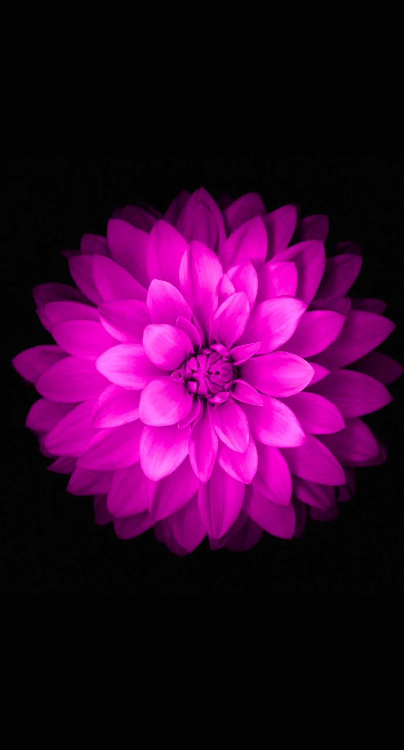 Pink iPhone Xr, magenta dahlia, pure black background, 2K Phone Wallpaper