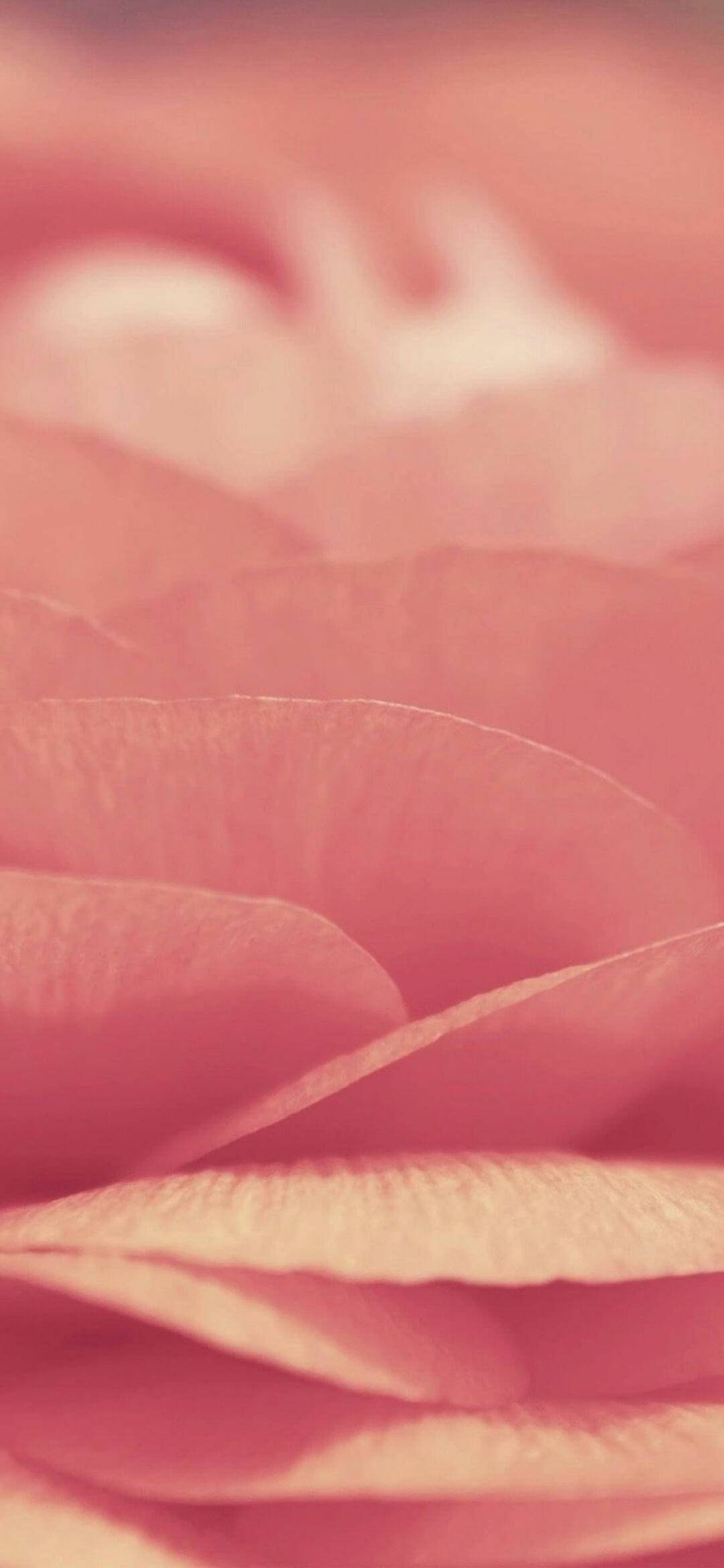 Pink iPhone Xr, rose petals, shallow depth of field, Full HD Phone Wallpaper