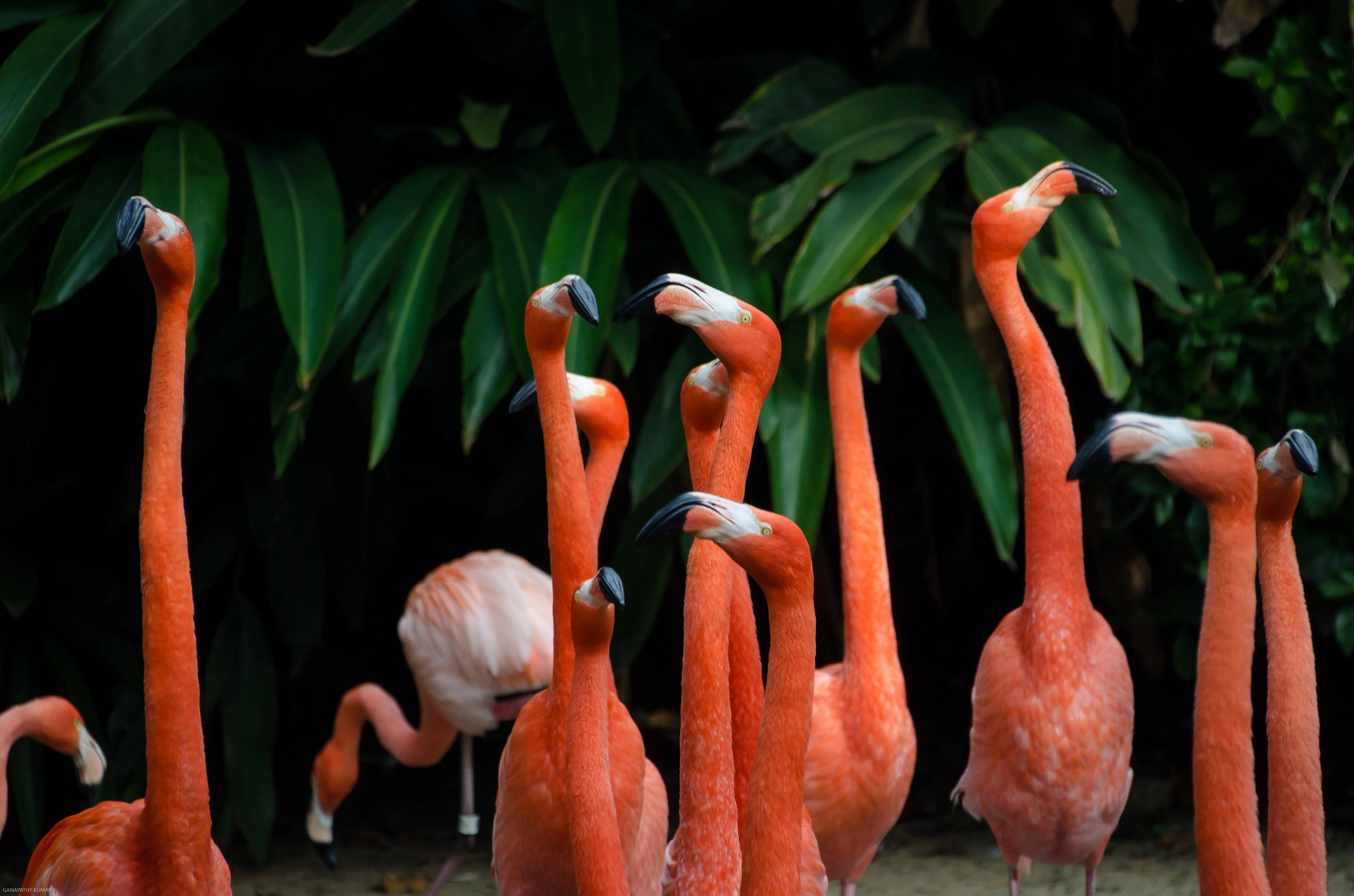 pink flamingo birds, curved necks, lush green tropical foliage, 4K Desktop Wallpaper