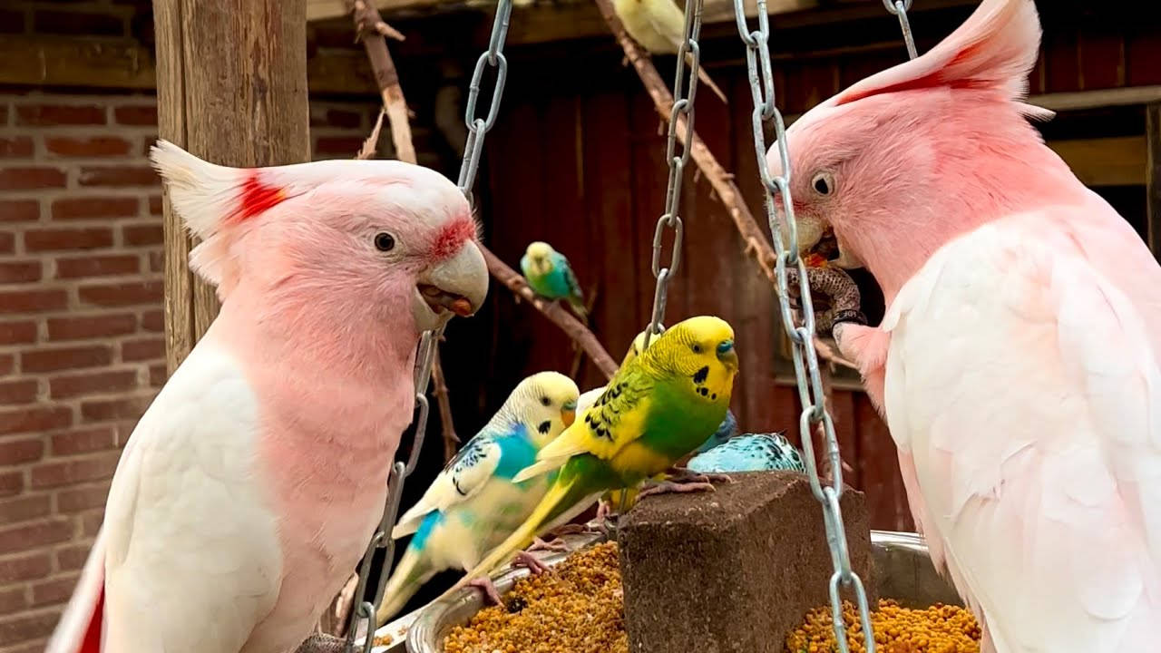 pink cockatiel, love birds, colorful budgies, HD Desktop Wallpaper