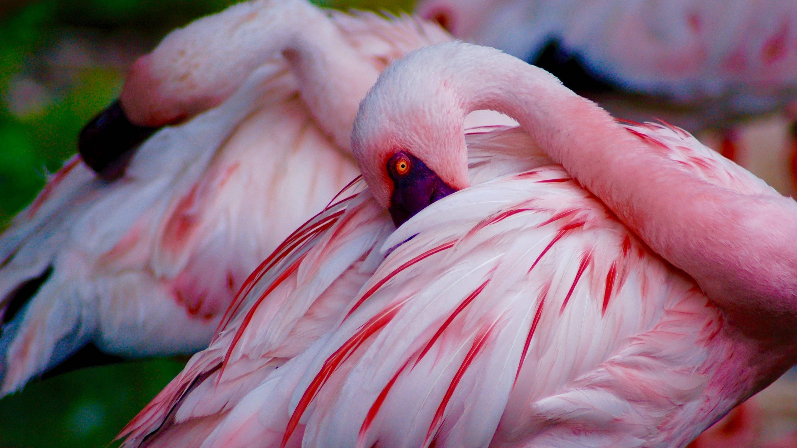 pink flamingo, vivid red streaks, striking orange eye, 2K Desktop Wallpaper