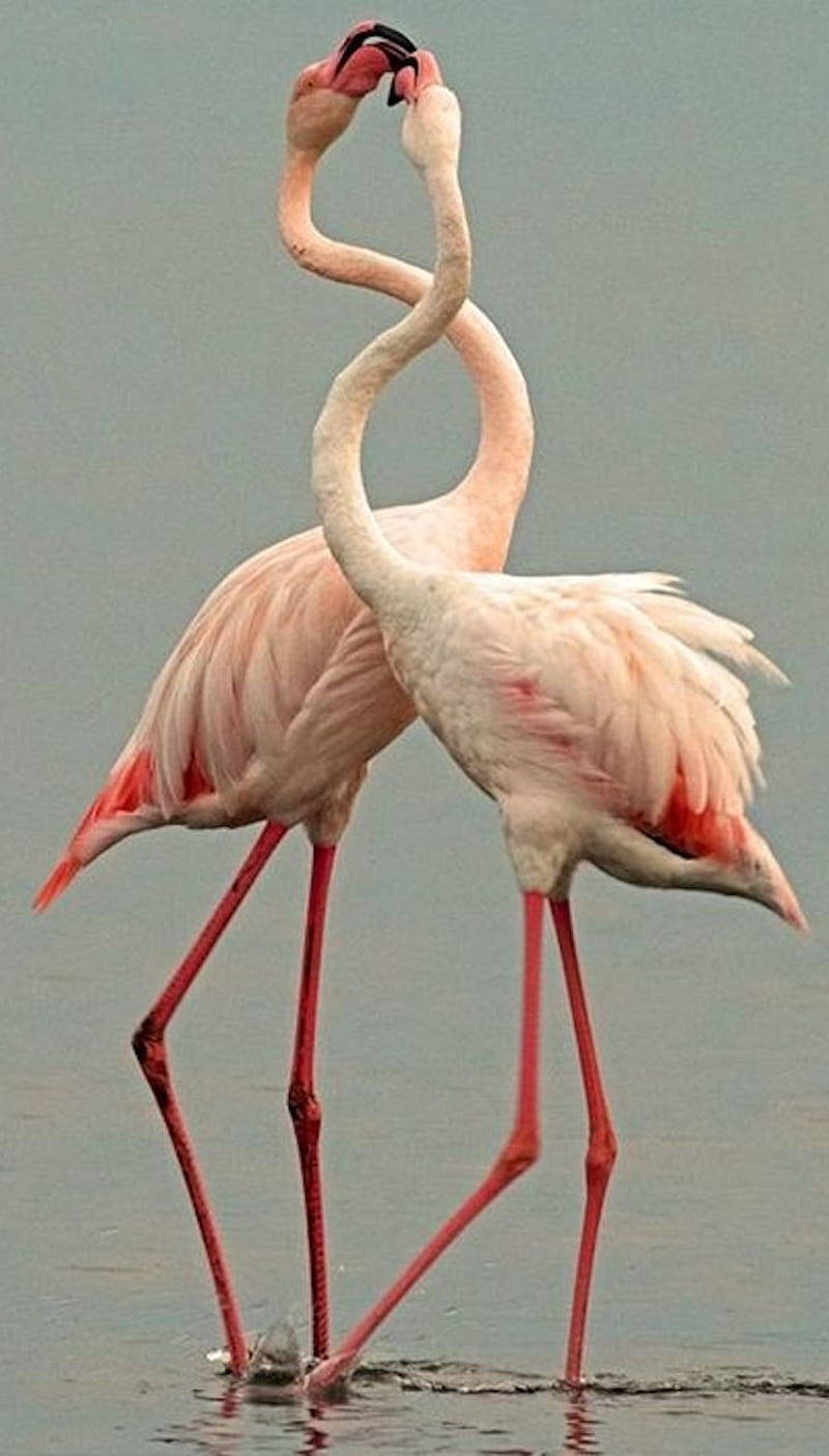 pink flamingos, shallow water, curved necks intertwined, HD Phone Wallpaper