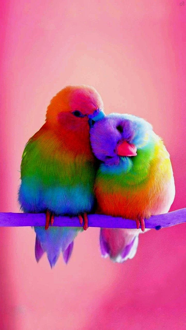 rainbow love birds, purple branch, soft pink background, HD Phone Wallpaper