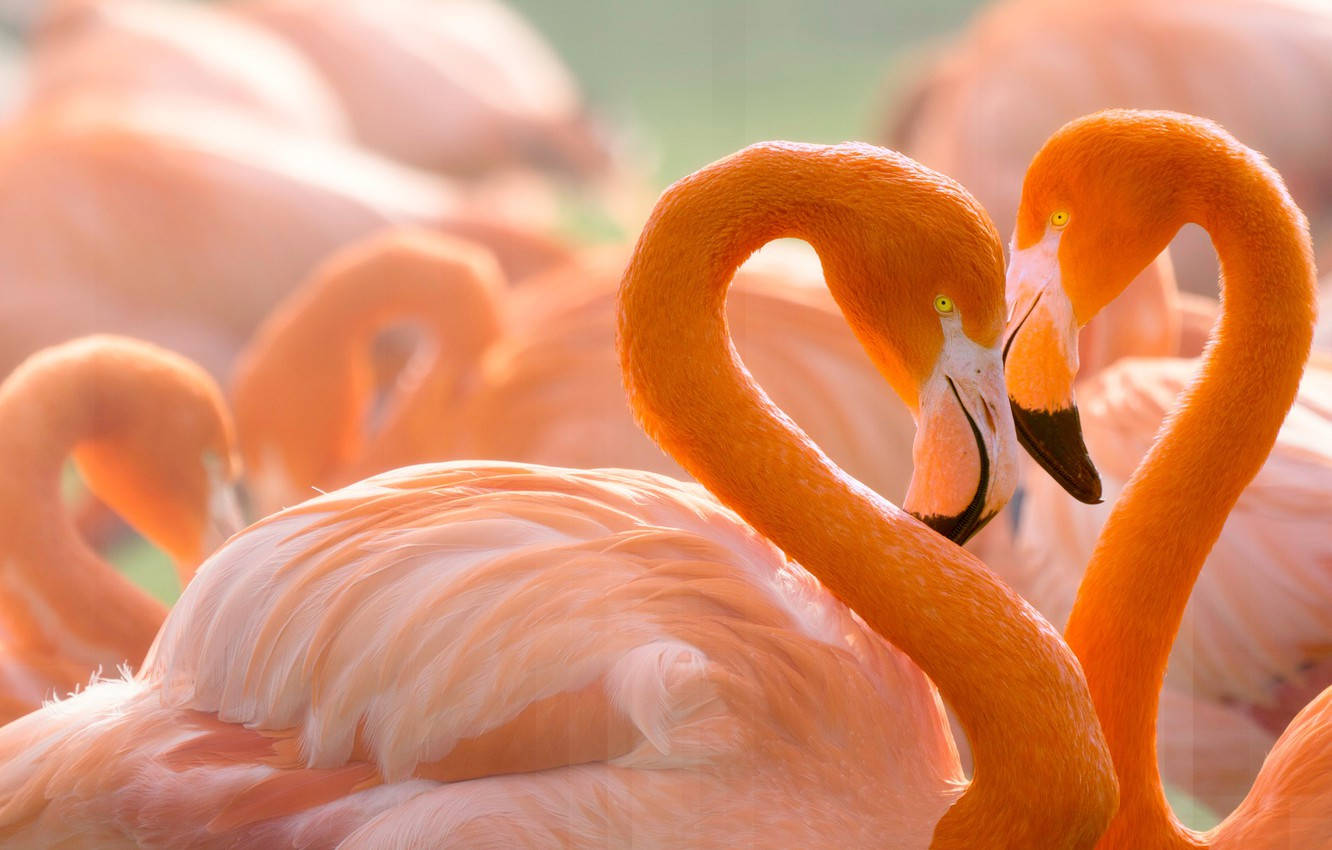 Lovely Pink Flamingo Birds, heart shape, curved necks, HD Desktop Wallpaper