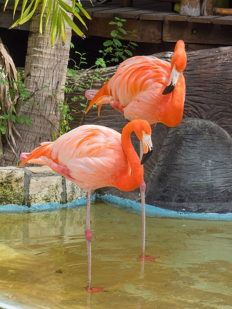 Pink Love Birds, pool, shallow water, SD Phone Wallpaper