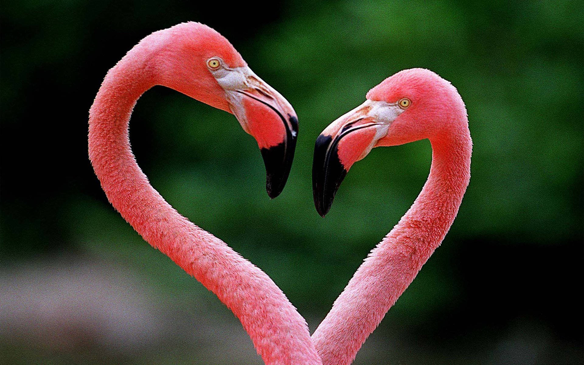 pink flamingo love birds, heart shape, curved necks, Full HD Desktop Wallpaper