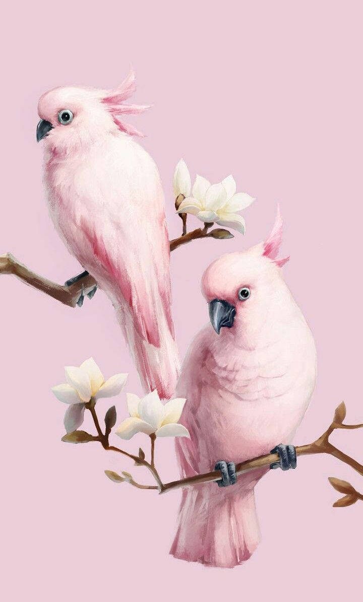 Pink Love Birds, pink cockatoos, white magnolia blossoms, SD Phone Wallpaper
