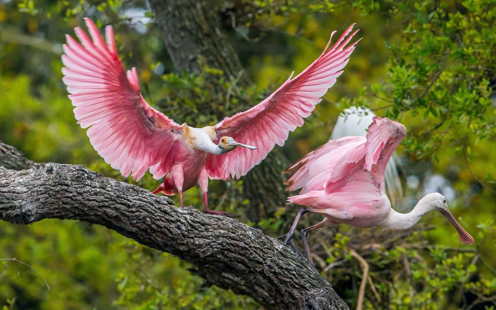 Pink Love Birds, pink spoonbills, tree branch, HD Desktop Wallpaper