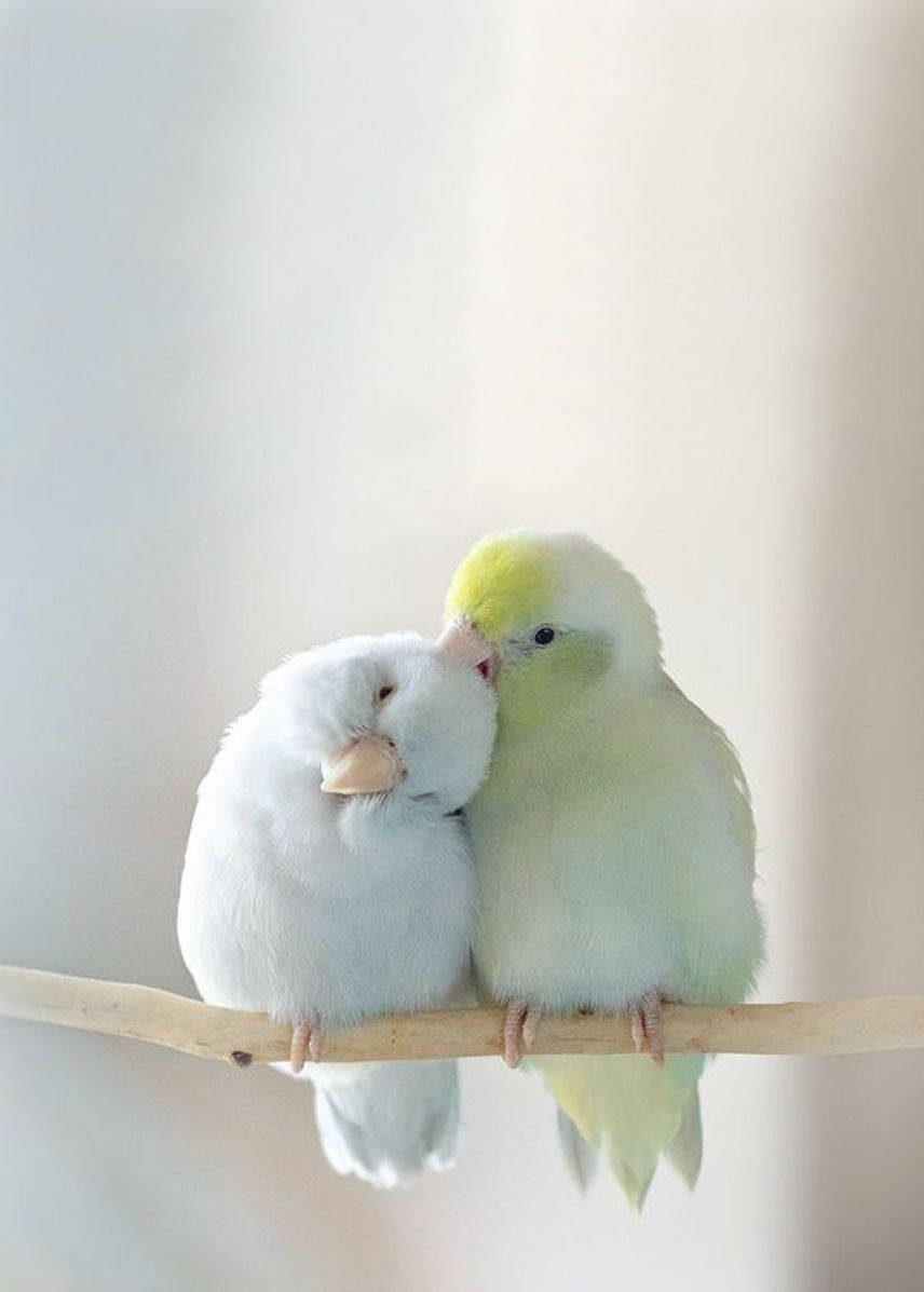 budgerigars, white, pale yellow, SD Phone Wallpaper