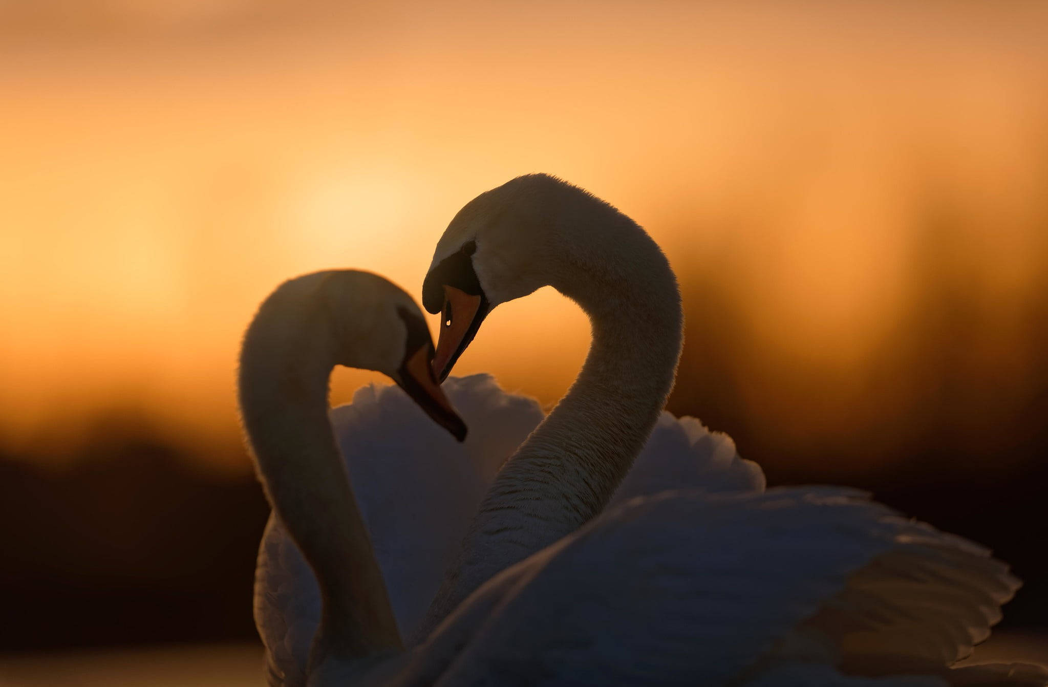 Swan Sunset Love Birds, swan, heart shape, Full HD Desktop Wallpaper