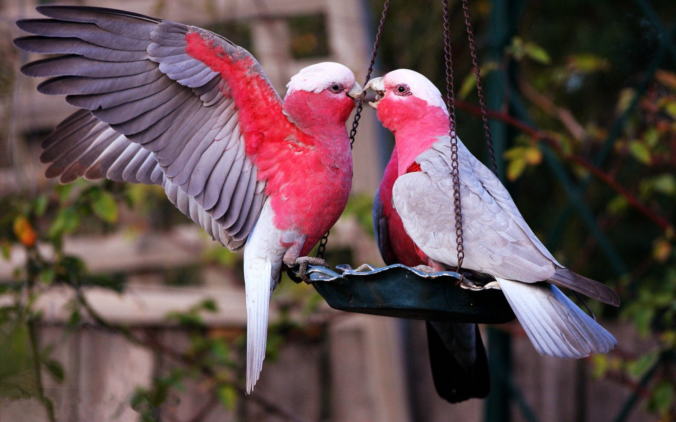 pink love birds, bird feeder, hanging feeder, 2K Desktop Wallpaper