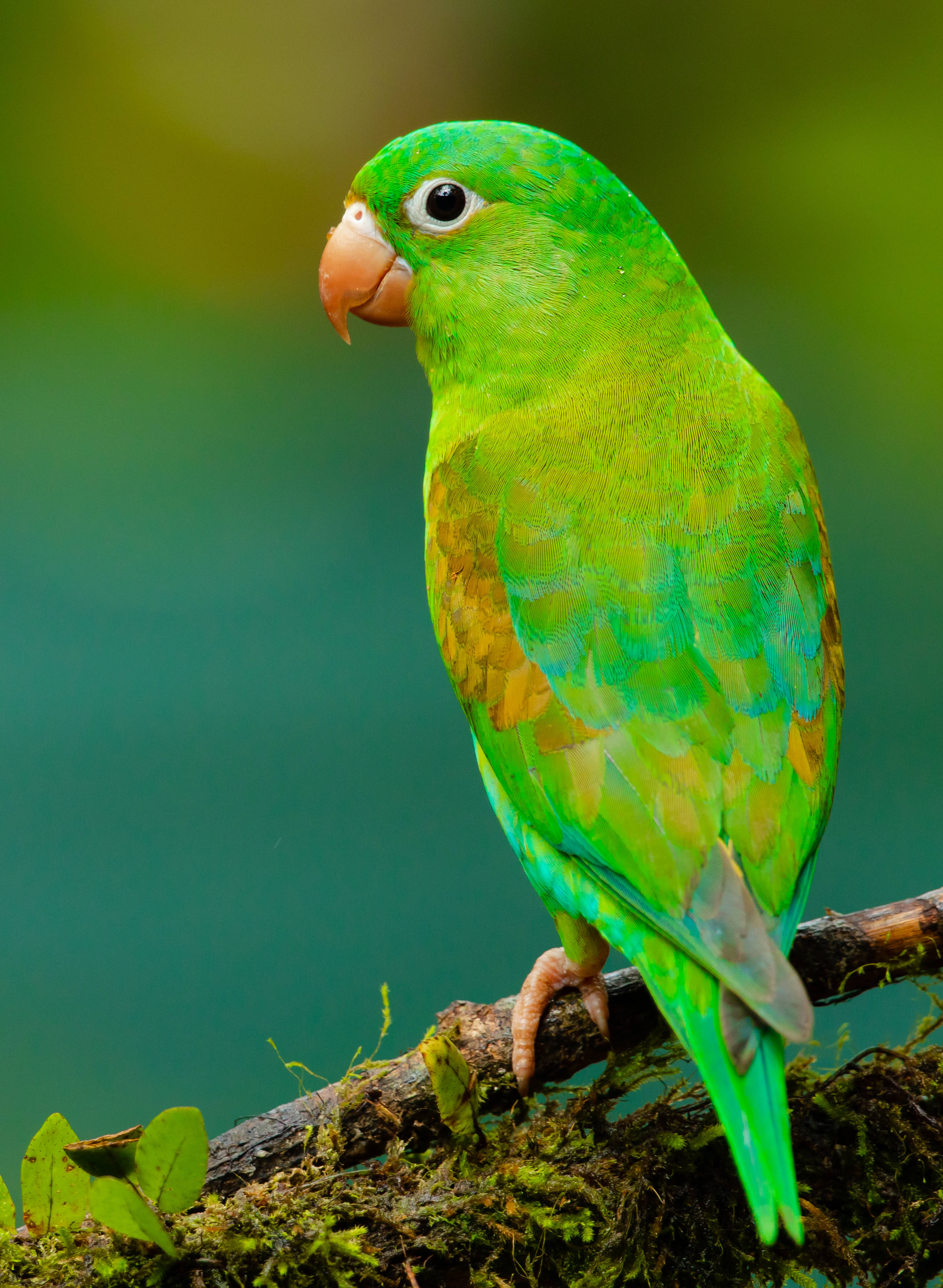 yellow green love bird, vibrant green parrot, yellow undertones, 4K Phone Wallpaper