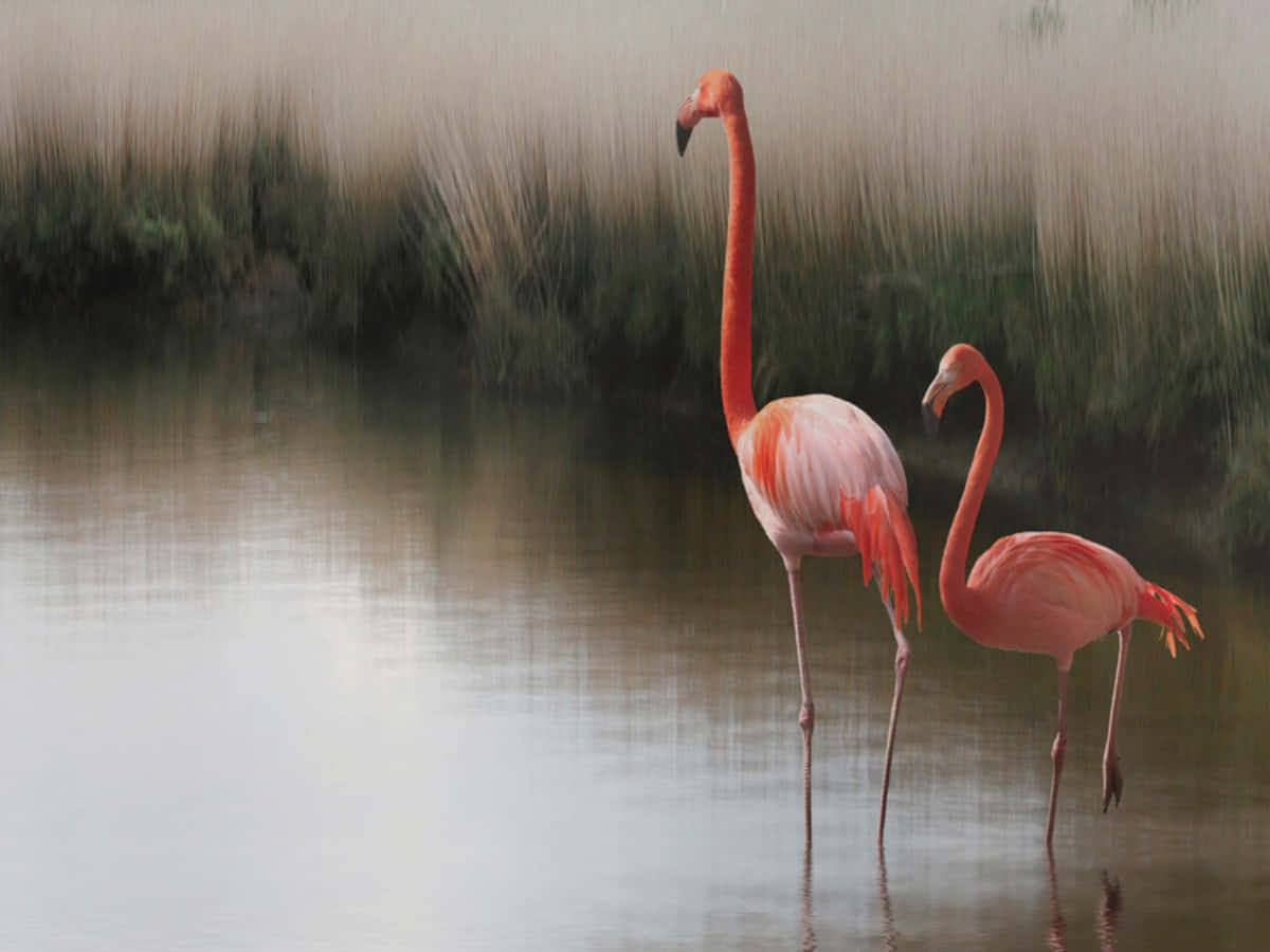 pink flamingos, shallow water, reeds, SD Desktop Wallpaper