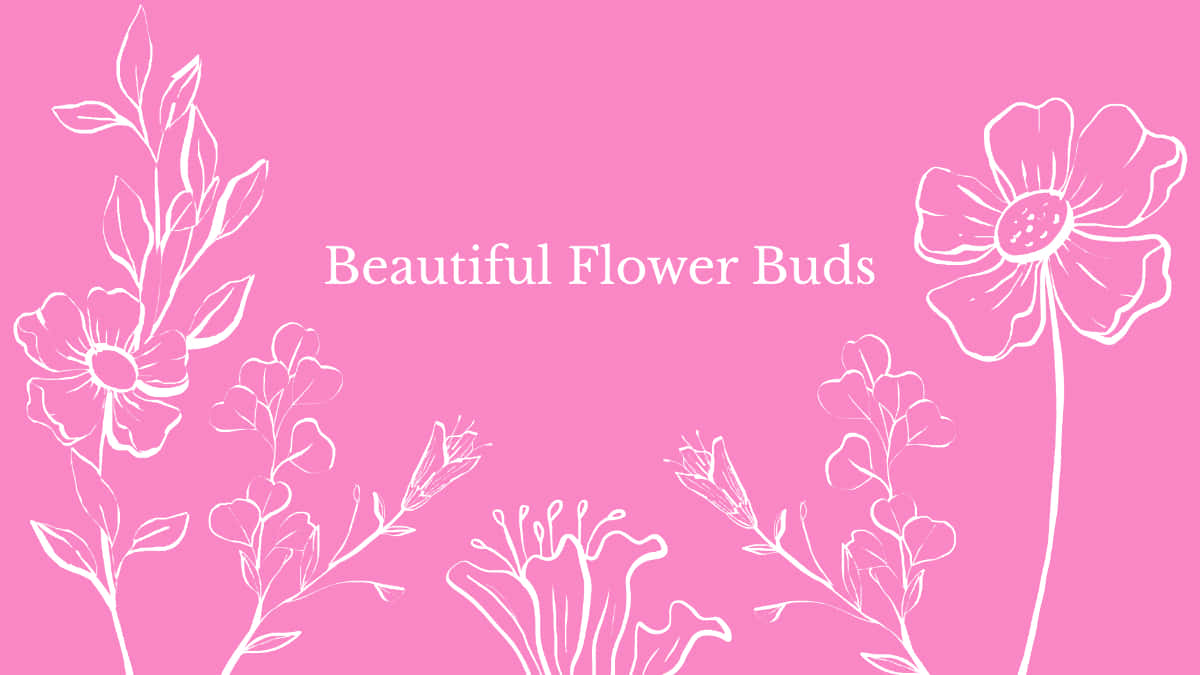 pink floral background, white line-drawn flower buds, white line-drawn stems, SD Desktop Wallpaper