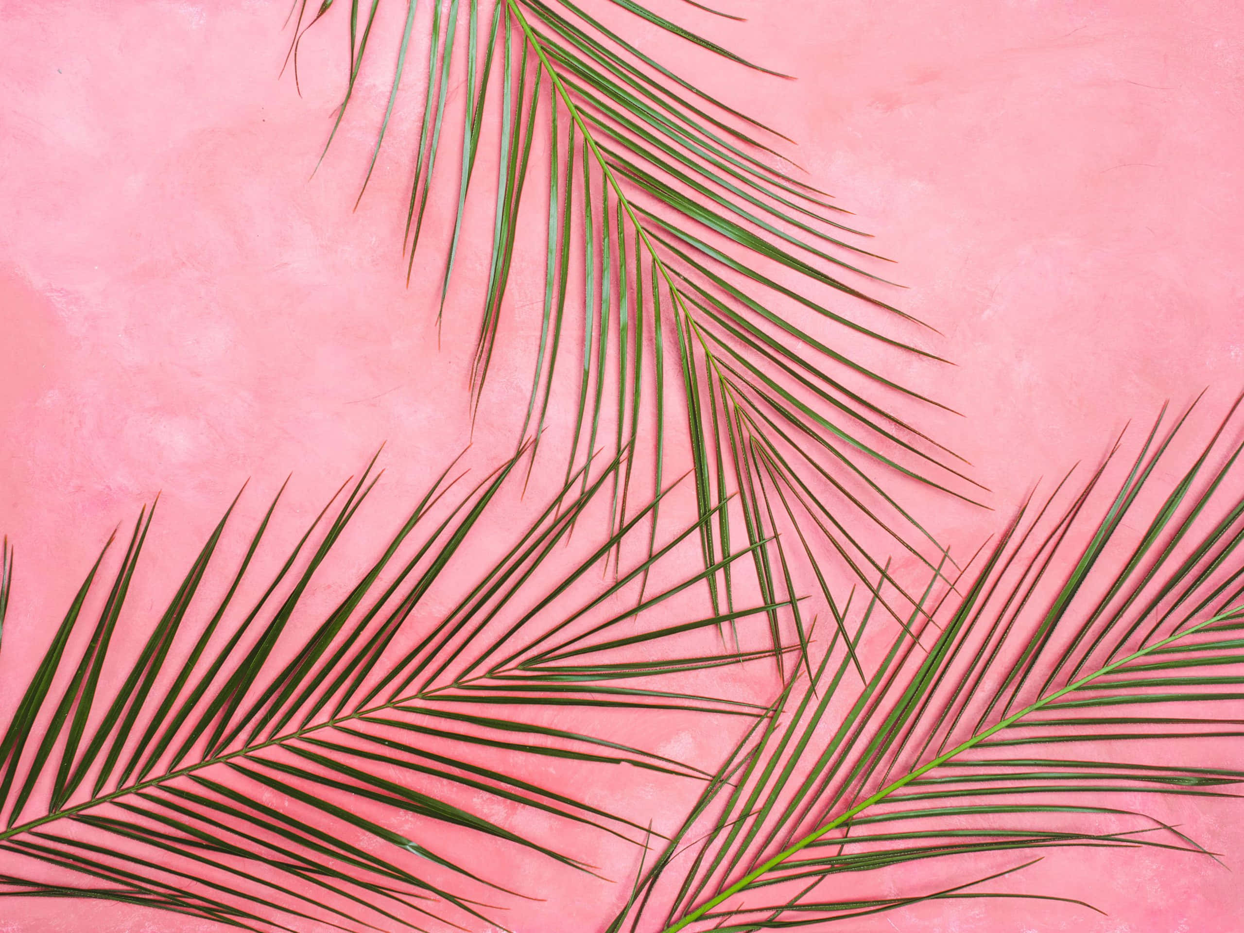 pink background, green palm fronds, textured pink wall, 2K Desktop Wallpaper