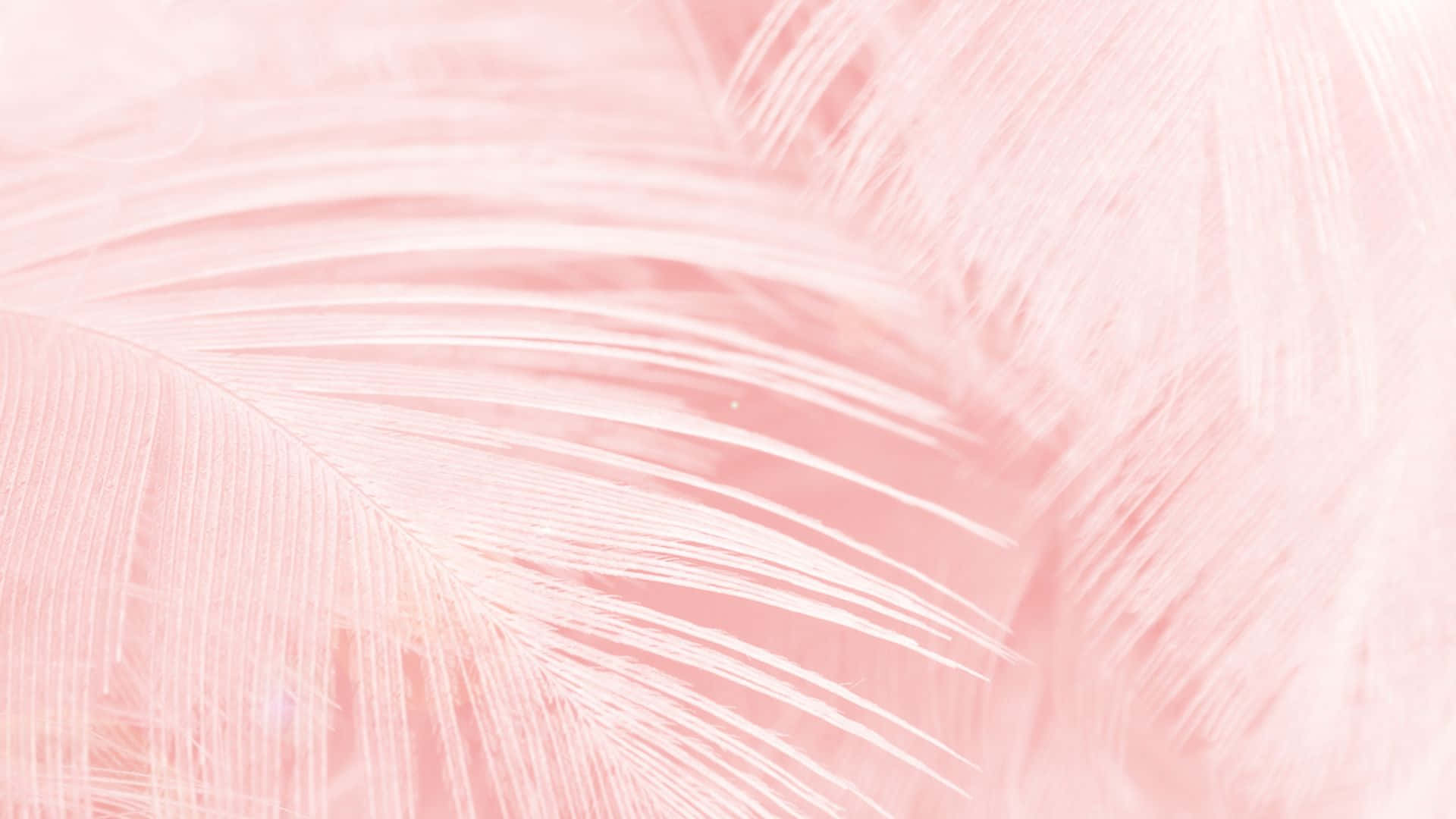 Pink Pattern, soft pink, feathers, Full HD Desktop Wallpaper