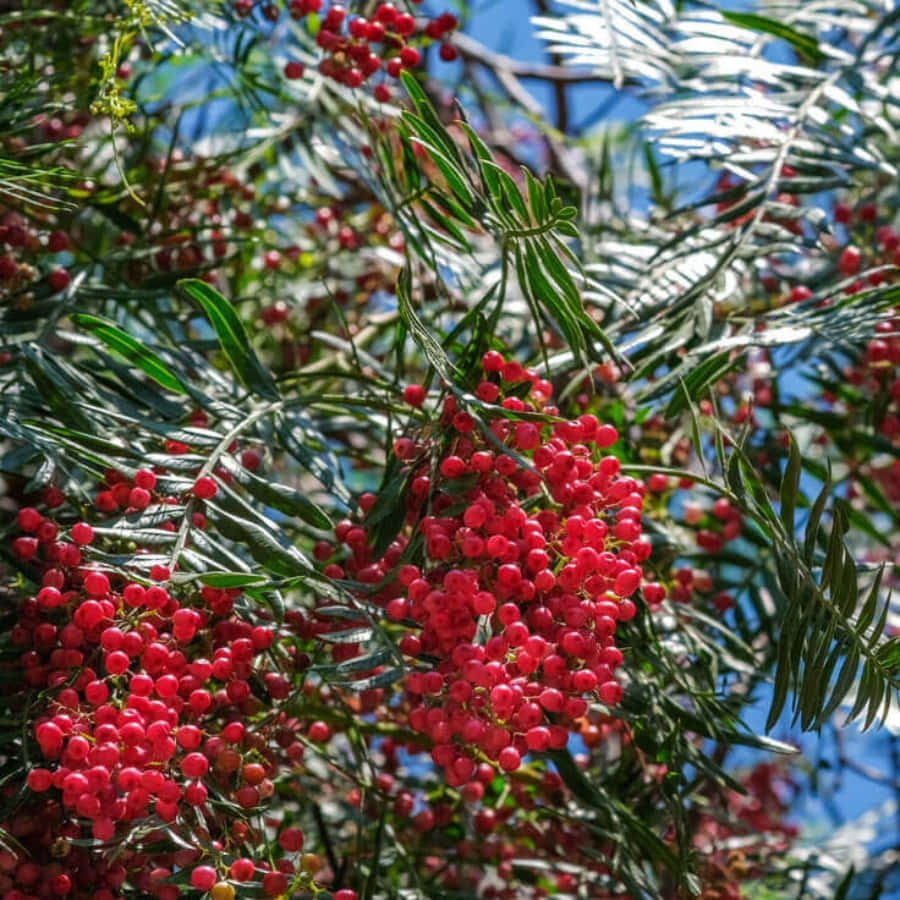 Pink Peppercorn, red berries, glossy green leaves, SD Desktop Wallpaper