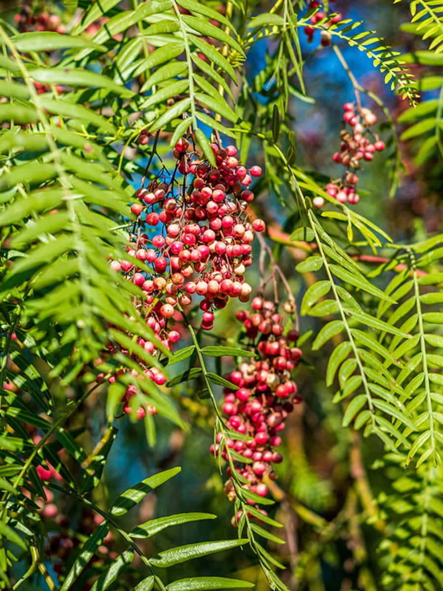 pink peppercorns, lush green foliage, bright sunlight, SD Phone Wallpaper