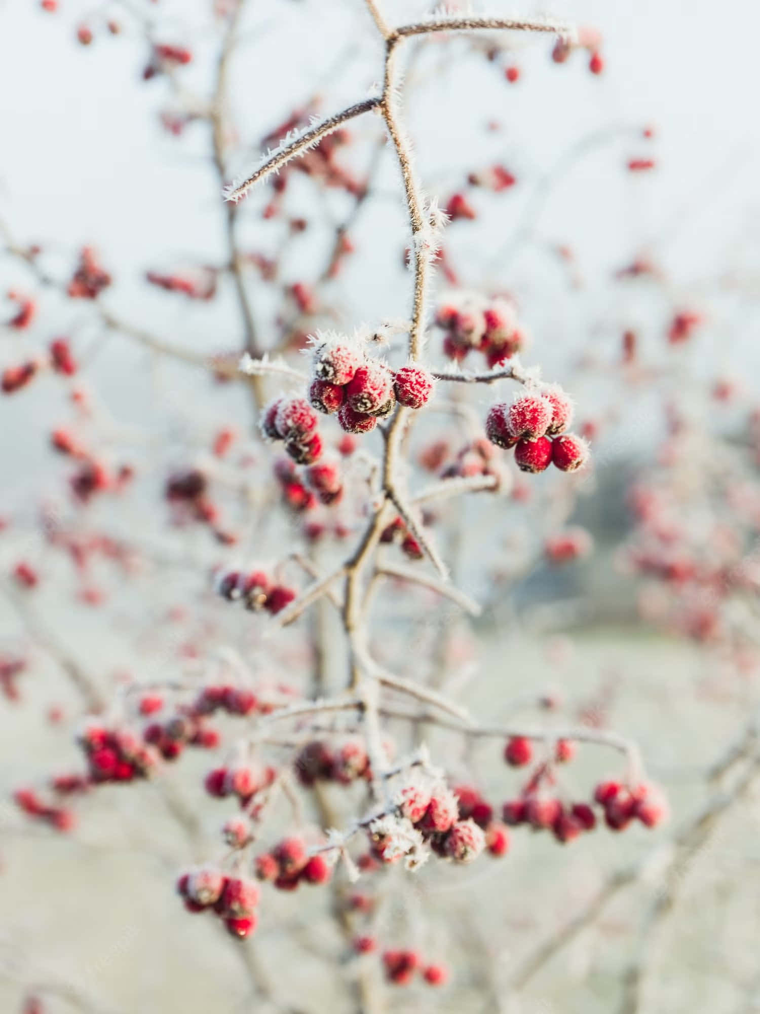 Pink Peppercorn, red berries, wooden spoon, Full HD Phone Wallpaper