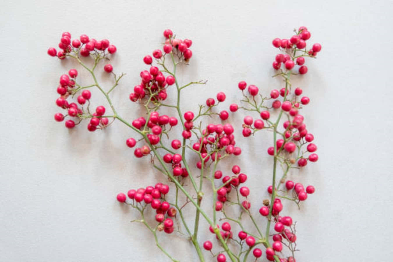Pink Peppercorn, vibrant pink berries, slender green stems, HD Desktop Wallpaper