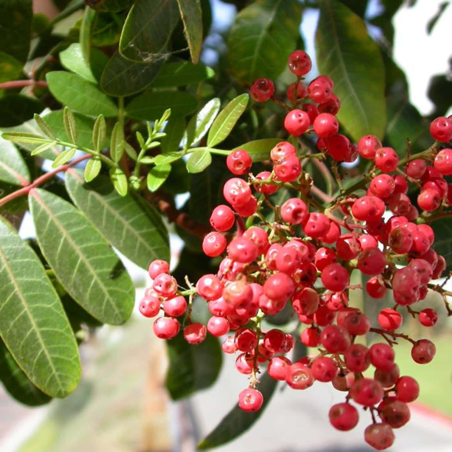 Pink Peppercorn, glossy red berries, lush green leaves, HD Desktop Wallpaper
