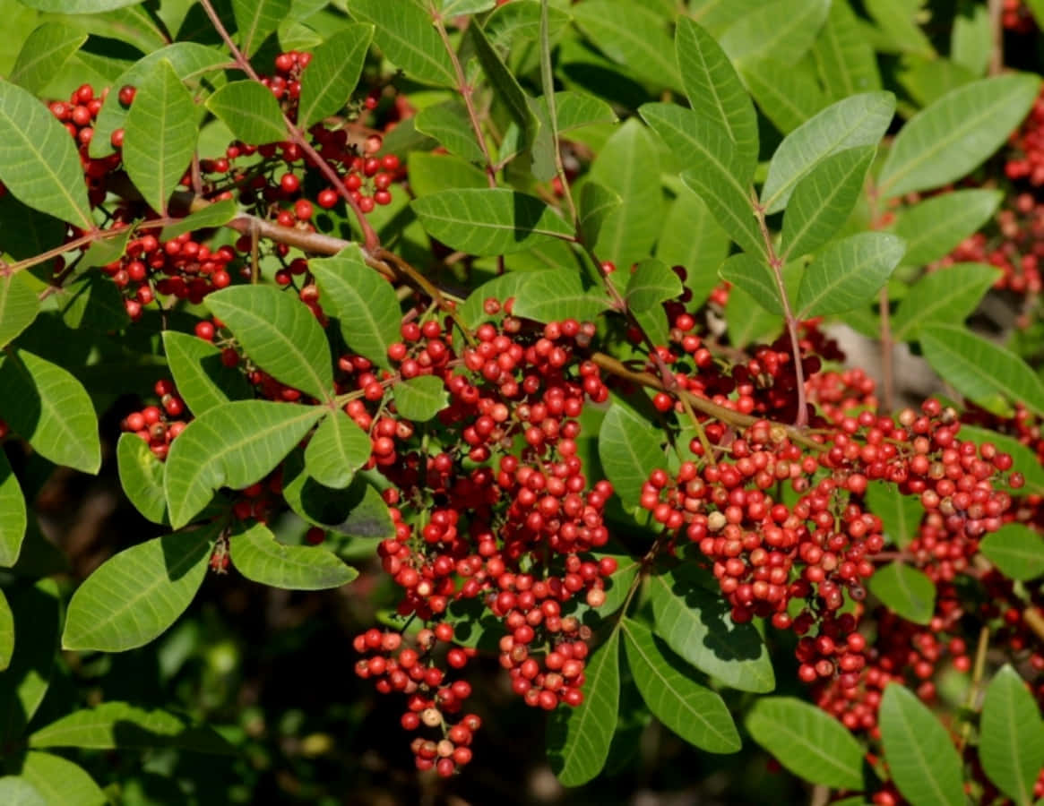 Pink Peppercorn, red berries, glossy green leaves, SD Desktop Wallpaper