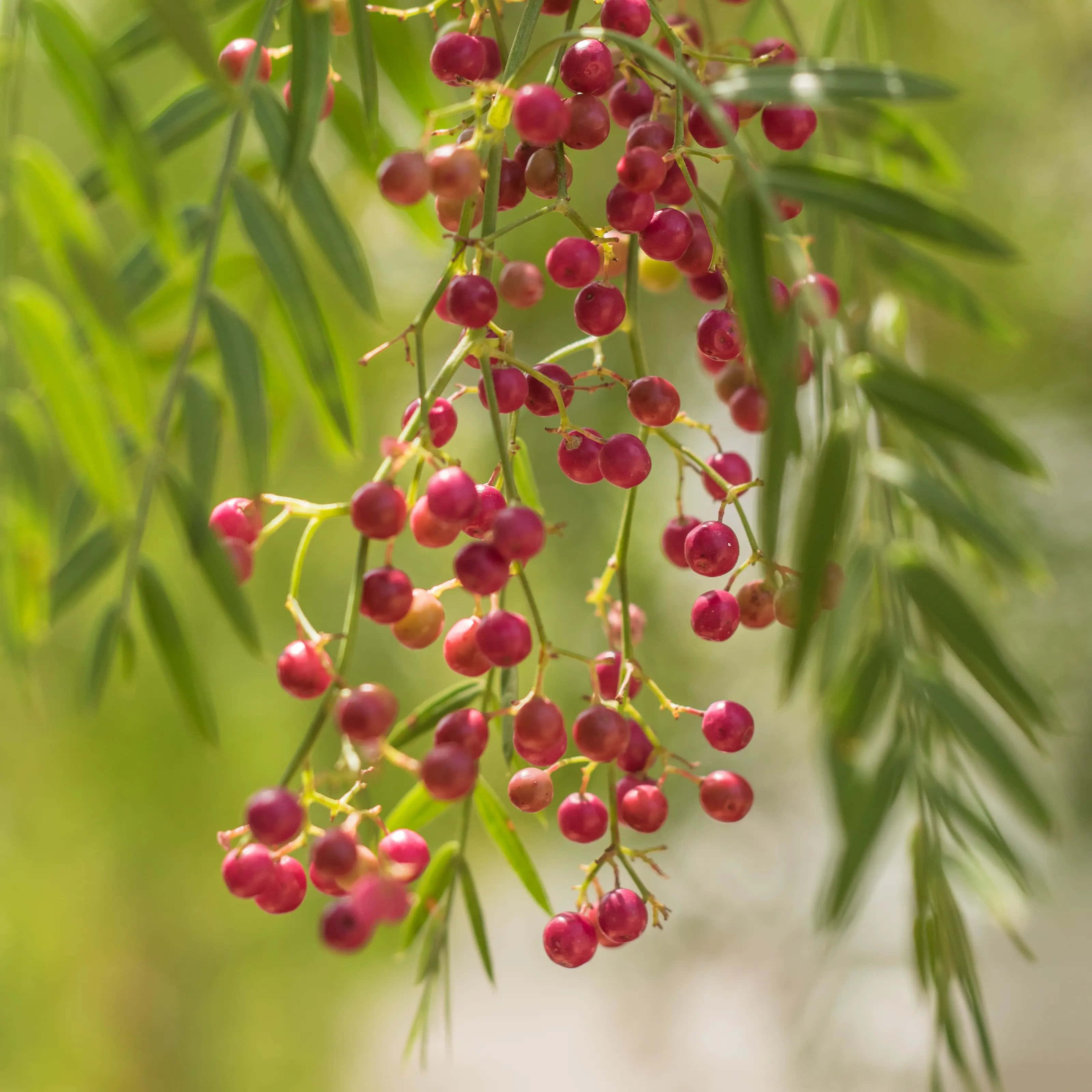 pink peppercorn, rustic wooden table, vibrant red berries, 2K Desktop Wallpaper